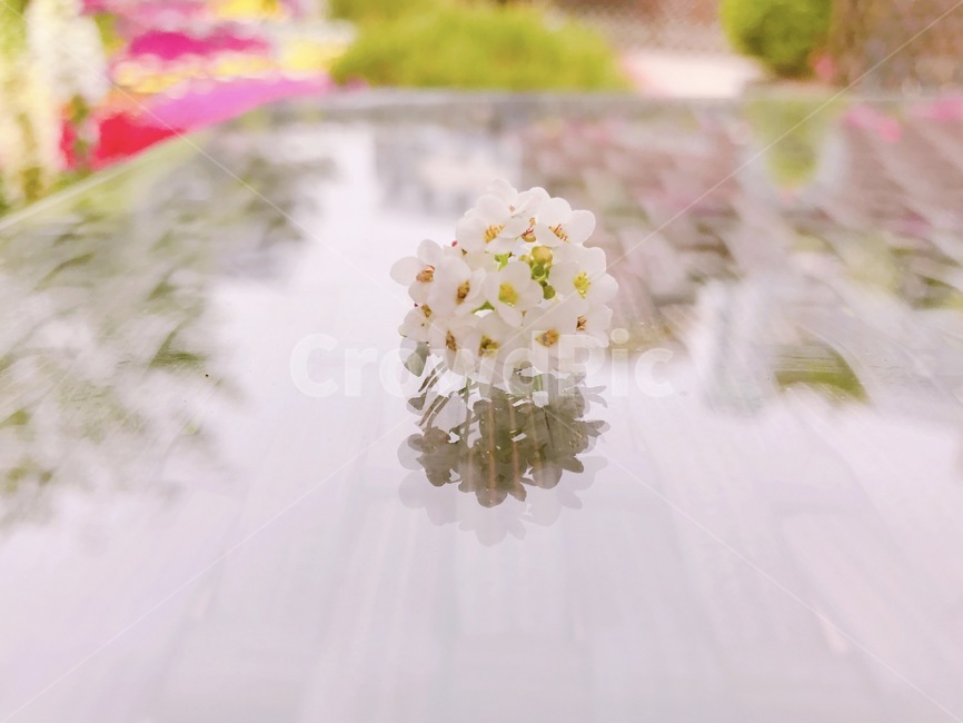 flower,꽃,blossom,white,pink,pinkaesthetics