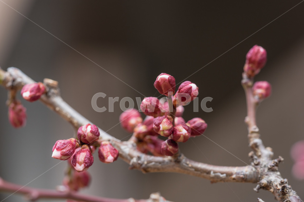 봄,열매,자연,풍경,접사,봄,계절,spring,season,식물,자연,plants,nature,sprout,새싹,blossom,꽃,bud,싹,plant,flower