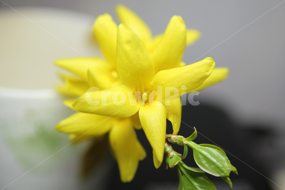 plant,식물,petal,꽃잎,flower,꽃,blossom,개나리,노란색,봄,상춘객,나무