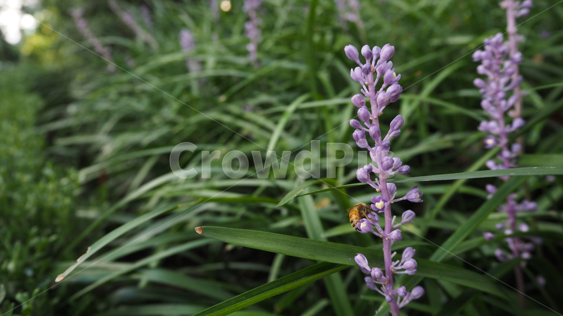 야생화,꽃,식물,wildflower,flower,plant,blossom,outdoor,야외,식물,자연,plants,nature,꽃,flower