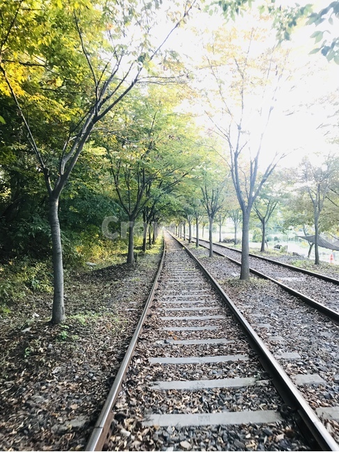 가평,철길,레일바이크,철로,자연,햇빛,은은한,풍경