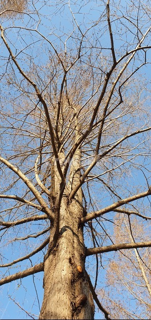 나무,tree,plant,식물,treetrunk,나무줄기,겨울,앙상한나무,나무,trees,wood