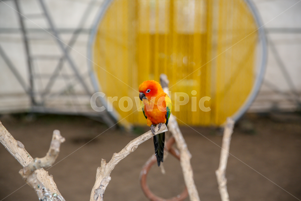 제주화조원,화조원,동물원,앵무새,새,조류,동물,animal,조류,새,birds