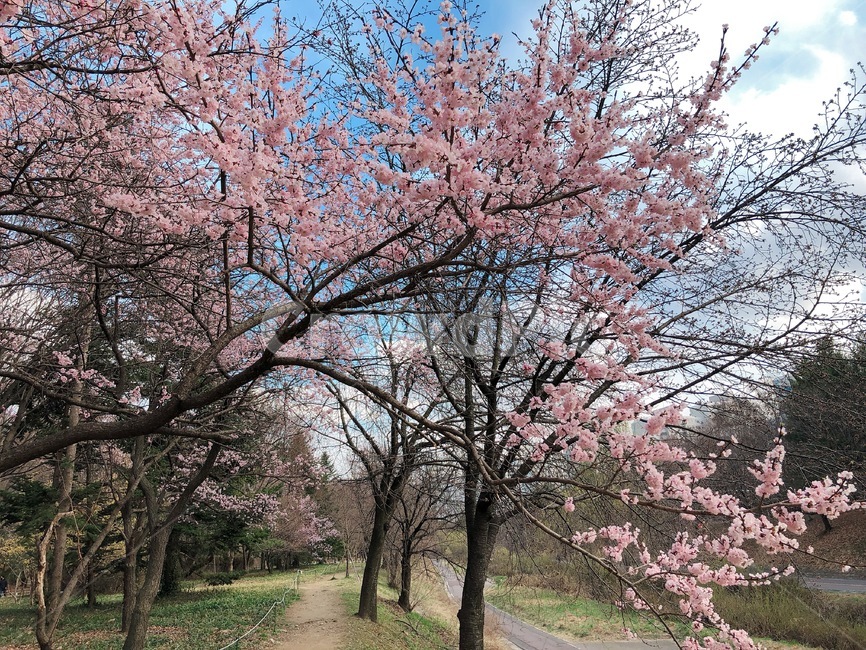 꽃,산책로,자연,봄,나무,봄,계절,spring,season,자연,풍경,nature,landscape,plant,식물,flower,blossom
