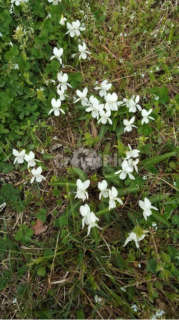 plant,식물,flower,꽃,blossom,정원,흰꽃,들꽃