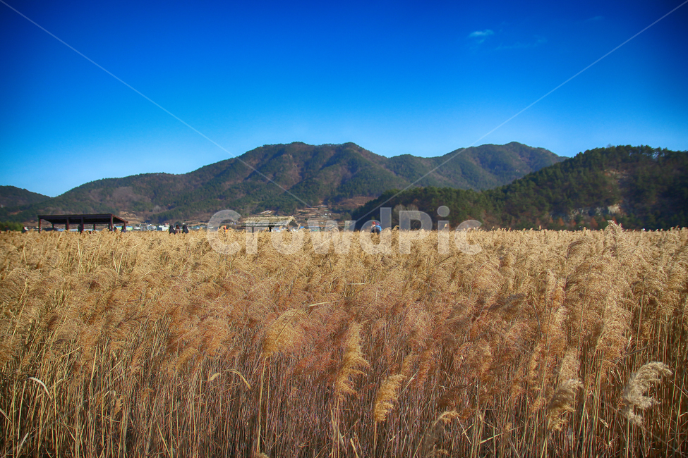 억새,억새풀,갈대,곡물,nature,자연,outdoors,옥외,mountainrange,산맥,mountain,식물,plant,잔디,grass,산,가을,계절,fall,autumn,season