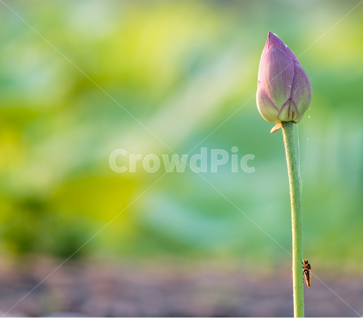 연꽃,봉우리,연밭,벌레,곤충,자연,식물,식물,자연,plants,nature,꽃,flower