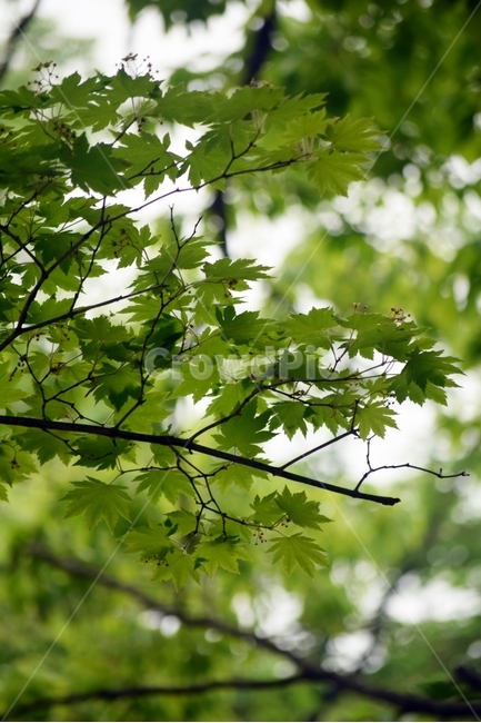 plant,식물,leaf,잎,tree,나무,식물,자연,plants,nature