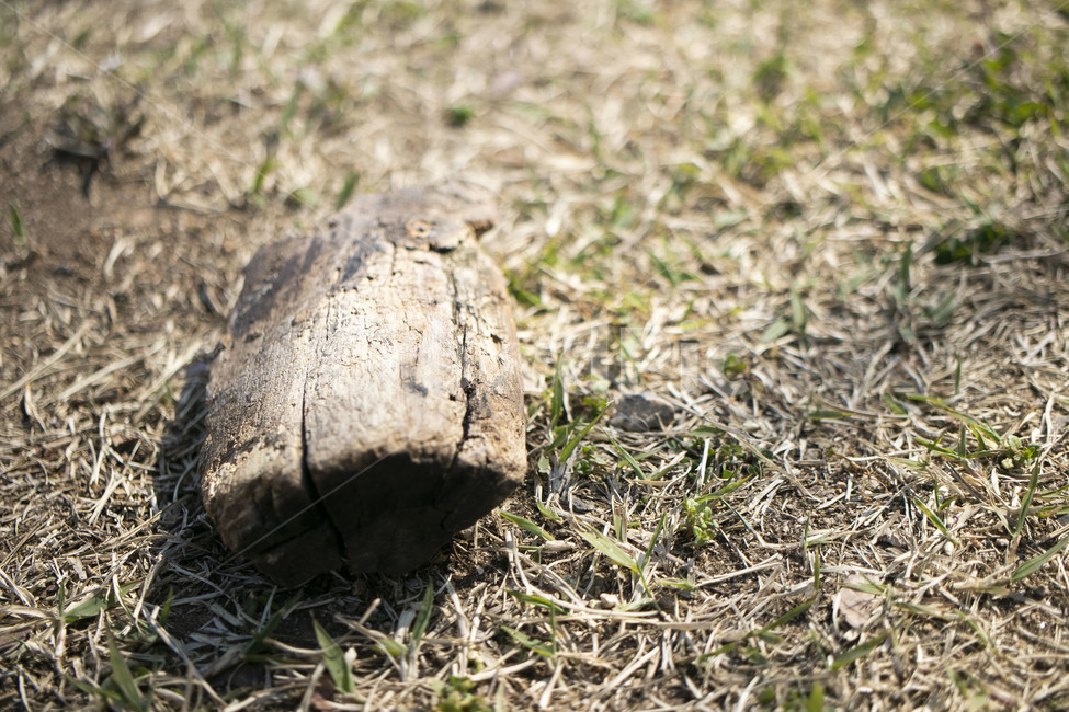 ground,바닥,나무조각,나무,잔디,나무토막