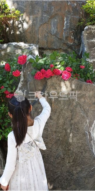 Back view image,rose and child,wild rose girl,red rose,road rose,wild rose,June rose,back view of child,Childs back view,rose background