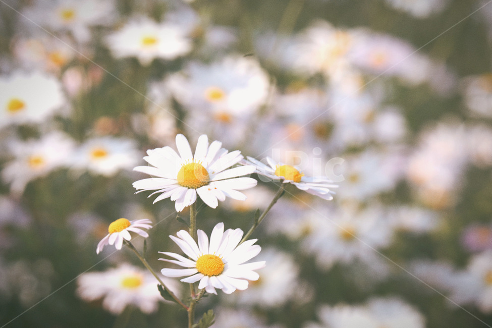 식물,plant,flower,꽃,데이지,식물,자연,plants,nature,꽃,flower