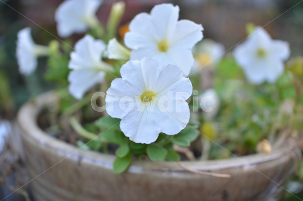 blossom,plant,식물,flower,꽃,이쁜꽃,하얀꽃,화단,꽃,flower