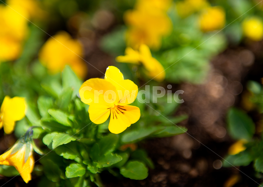 plant,식물,flower,blossom,꽃,spring,봄
