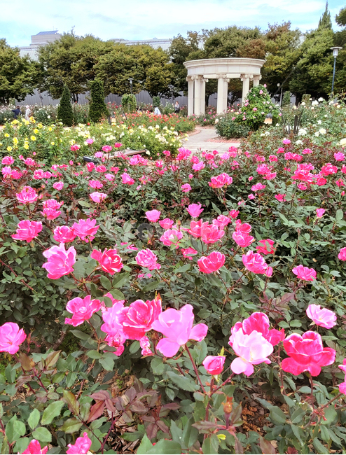 장미,정원,꽃밭,꽃,rost,flower,blossom