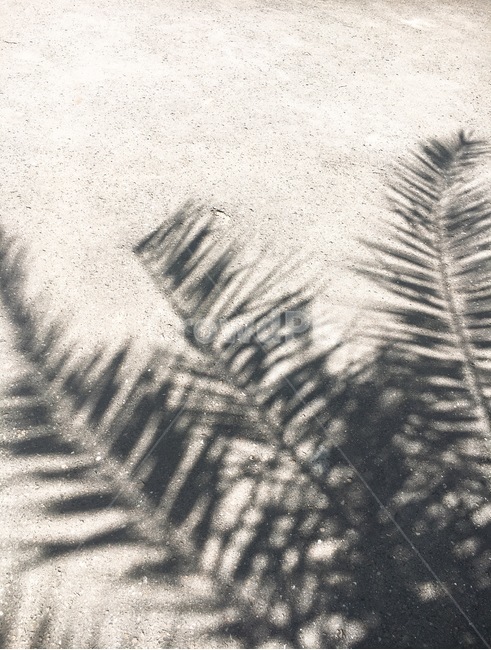 자연,그림자,나뭇잎,shadow,무늬,shape,nature