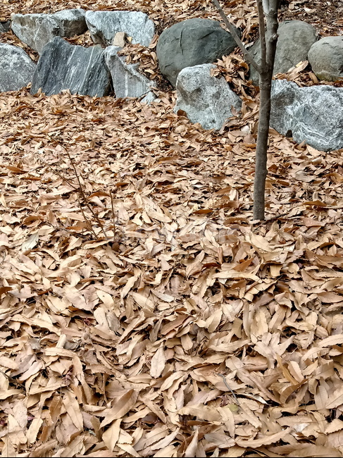 자연,낙엽,나뭇잎,잎,leaf,옥외,outdoor,가을