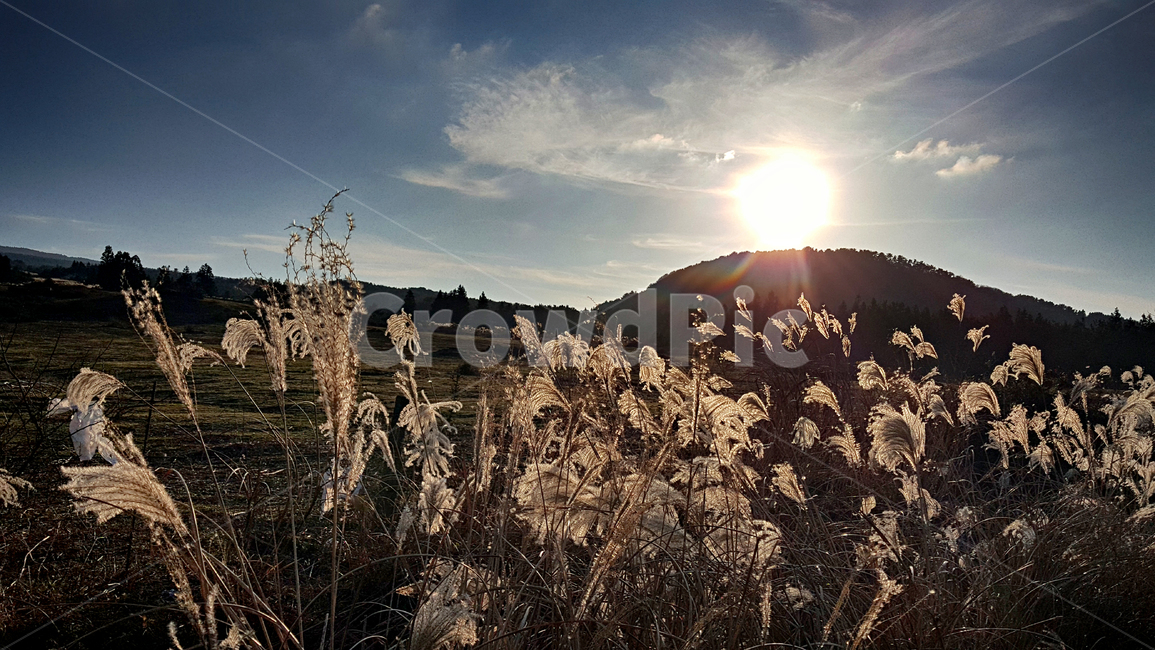 plant,식물,갈대,reed,태양,일몰
