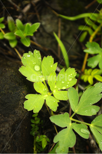 풀,식물,초록,plant,이슬,식물,자연,plants,nature