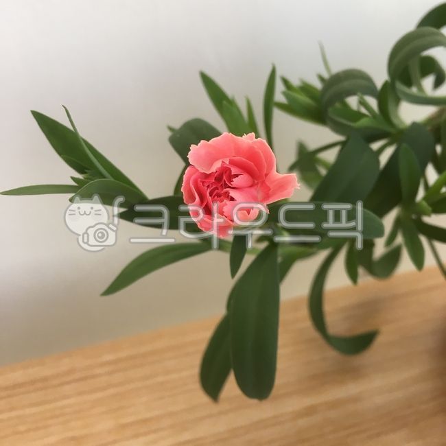 family month,blossom,carnation,veranda garden,flower,spring,spring flowers,home gardening,carnation flower,plant