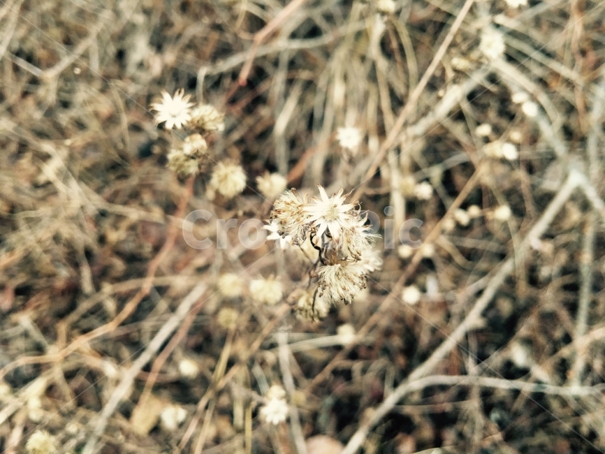 가을,겨울,식물,마른가지,마른식물,시든,시든식물,식물,자연,plants,nature
