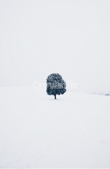 nature,자연,나무,눈,설경,겨울,올림픽공원,나홀로나무,겨울,계절,winter,season,식물,자연,plants,nature,나무,trees,wood
