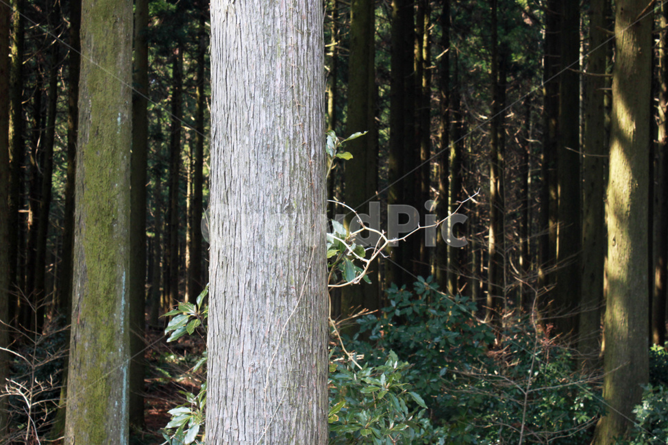 숲,나무,비자림,제주도,식물,자연,plant,wood,jejuisland