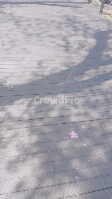 그림자,벚꽃그림자,길,인도,바닥,벚꽃,shadow,flower,floor