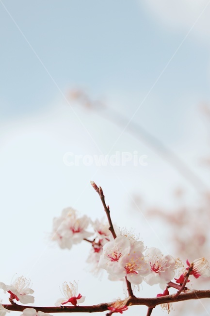 봄,벚꽃,꽃,분홍색꽃,감성,자연,봄,계절,spring,season,감성,sensible,feeling,plant,식물