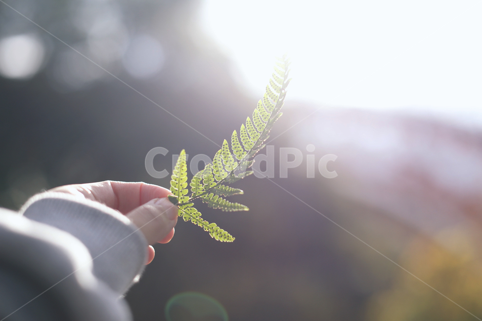 겨울,제주,찬공기,고사리,빛,역광,식물,자연,plants,nature,사람,인물,인간,human,person,신체일부,몸,body,휴식,힐링,rest,relaxation,healing