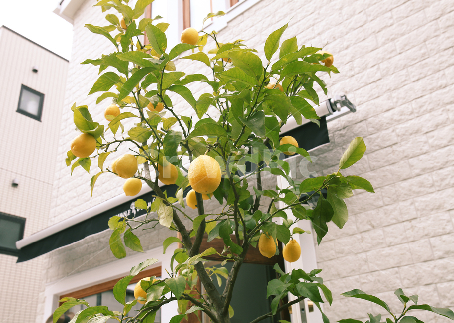 감귤류과일,레몬,음식,식물,orange,레몬나무,과일,열매,fruit