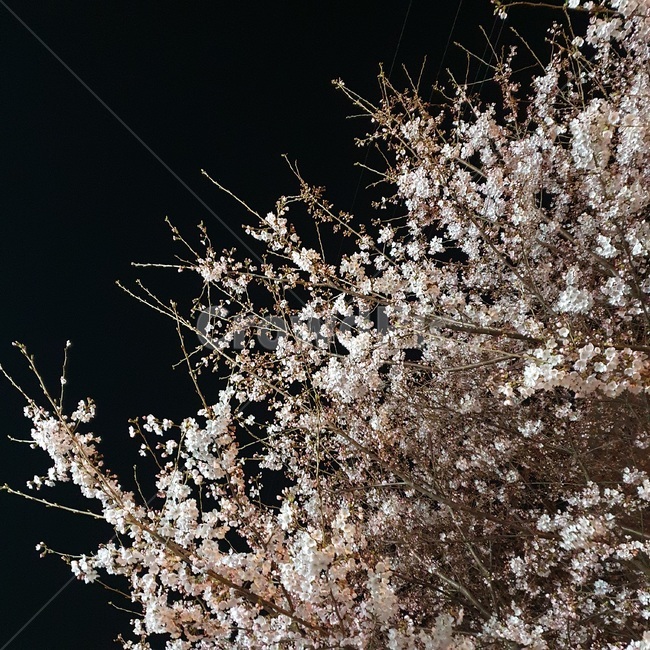 plant,cherryblossom,벚꽃,꽃,blossom,flower,식물,밤,봄
