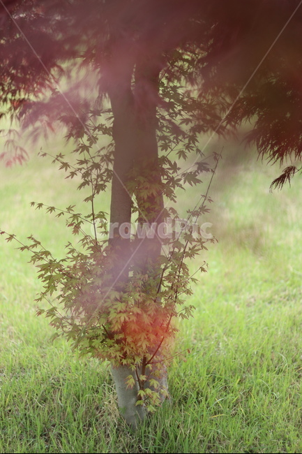 홍공작나무,붉음,연두,봄,빛,식물,자연,plants,nature,나무,trees,wood