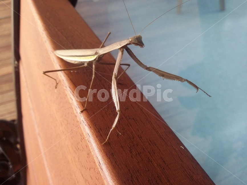 곤충,사마귀,동물,더듬이,insect,곤충,벌레,insect,bug