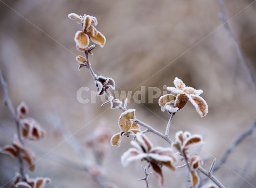 서리,서릿꽃,감성,식물,겨울,계절,접사,클로즈업,겨울,계절,winter,season,식물,자연,plants,nature