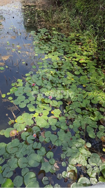 water,물,nature,자연,land,땅,outdoors,옥외,식물,자연,plants,nature