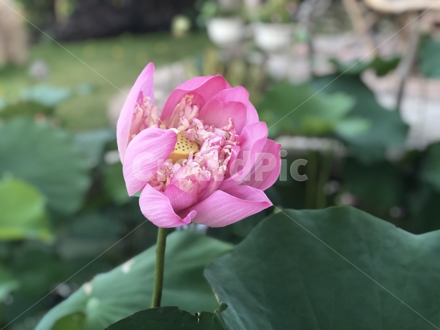 식물,plant,연꽃,꽃,hoasen