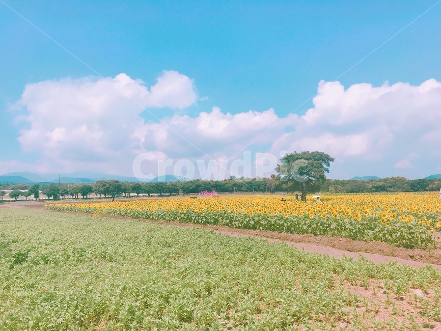 제주도,nature,자연,들,field,outdoors,해바라기,하늘,노랑