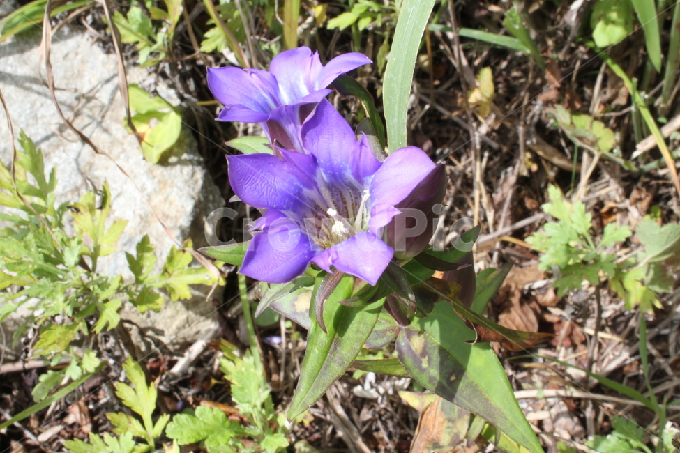 용담,꽃,야생화,식물,ChineseGentian,식물,자연,plants,nature,꽃,flower
