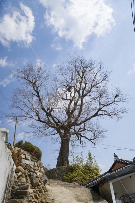 마을,시골,풍경,나무,다랭이마을,남해,시골,마을,풍경,landscape,country,rural,town