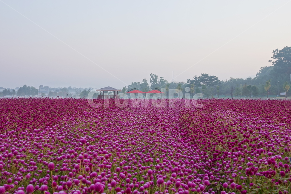 plant,식물,공원,꽃밭,아침,천일홍,원두막
