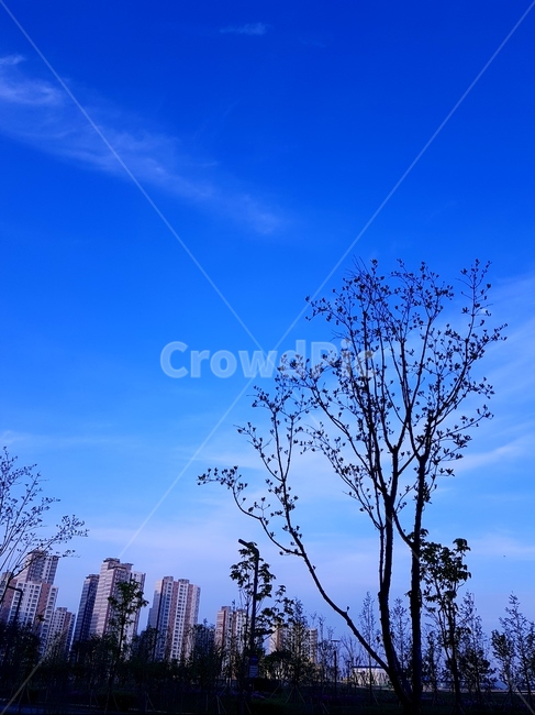 구름,낮,파랑하늘,봄,햇빛,도시,풍경,city,landscape,한국도시풍경,한국도시경관,korea cityscape,nature,자연,outdoors,옥외,plant,식물,tree,나무