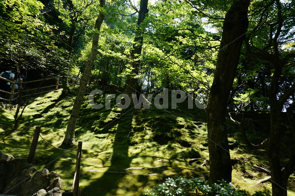 이끼,자연,포근함,녹색,숲,자연,풍경,nature,landscape,tree,나무,plant,식물,tree trunk,나무 줄기