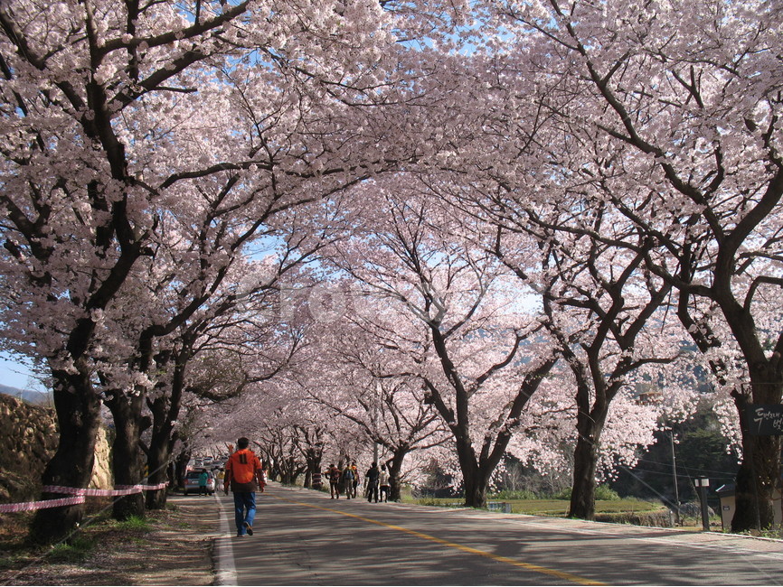 하동,쌍계사,십리벚꽃길,벚꽃축제,벚꽃터널,봄,계절,spring,season,자연,풍경,nature,landscape,한국자연풍경,한국자연경관,korea nature landscape,사람들,대중,군중,other people,crowd,human,인간,person,사람,plant,식물,blossom,꽃,flower