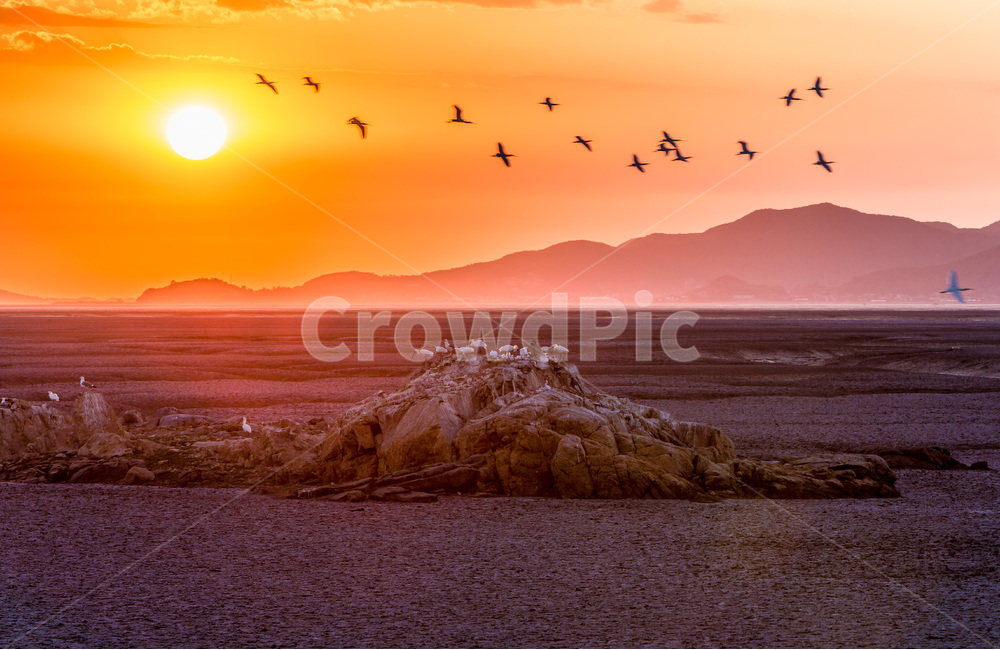 영종도,썰물,갯벌,낙조,석양,환경,무늬,문양,철새,자연,풍경,nature,landscape,한국자연풍경,한국자연경관,korea nature landscape,동물,animal,조류,새,birds,bird