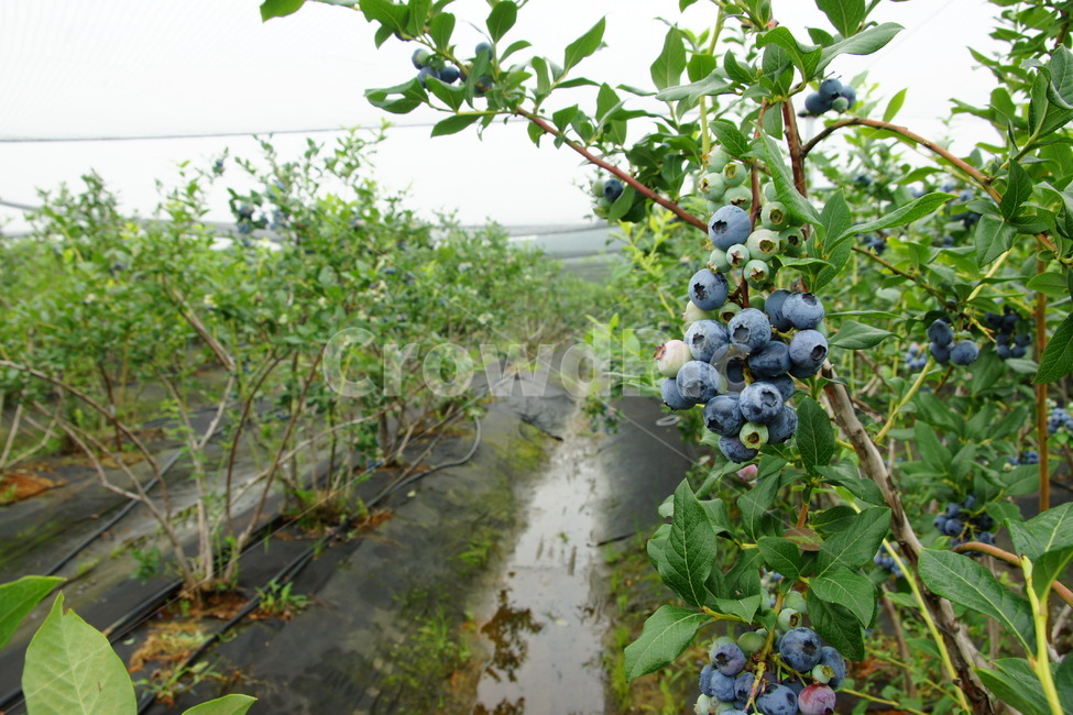 블루베리,체험,농장,하우스,보라색,과일,열매,fruit