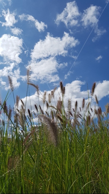 하늘,가을,들풀,강아지풀,구름,grass,잔디,plant,식물,lawn