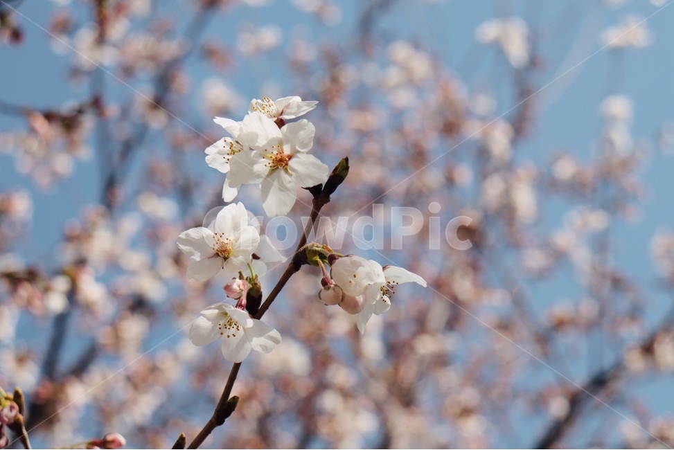 봄,자연,식물,꽃,벚꽃,spring,봄,계절,spring,season,plant,flower,blossom