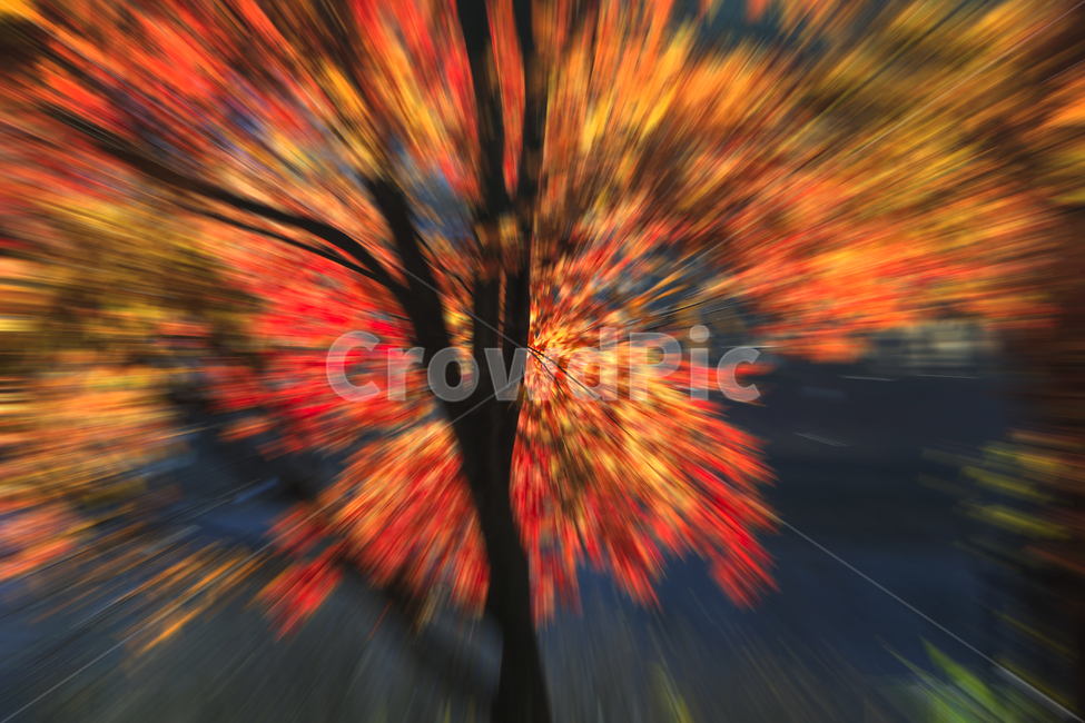 가을,단풍,빛,추상,정열,가을,계절,fall,autumn,season,ornament,장식,pattern,무늬
