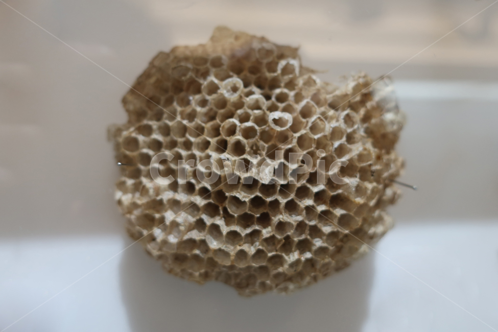 벌집,벌,단면,꿀,저장,장소,천연,밀랍,육각형,모양,벌방,꿀집