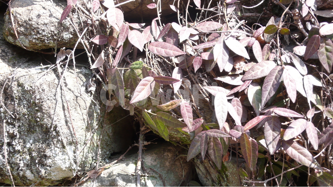 돌담,담쟁이,봄,자연,산사,절,담,봄풍경,식물,자연,plants,nature